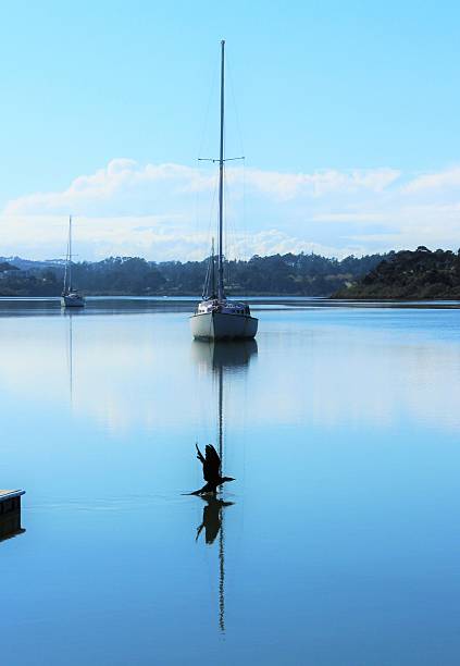 istock Cormorant flying low in front of a sail boat 477723548