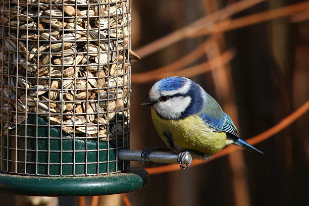 istock Blue tit at bird feeder with sunflower seed 477723777