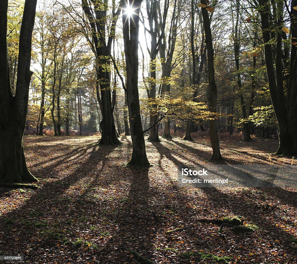 Árvores de faia com raio de sol e raios de luz - Royalty-free New Forest Foto de stock