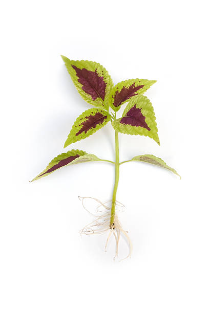 Coleus seedling Coleus seedling with visible root isolated coleus photos stock pictures, royalty-free photos & images