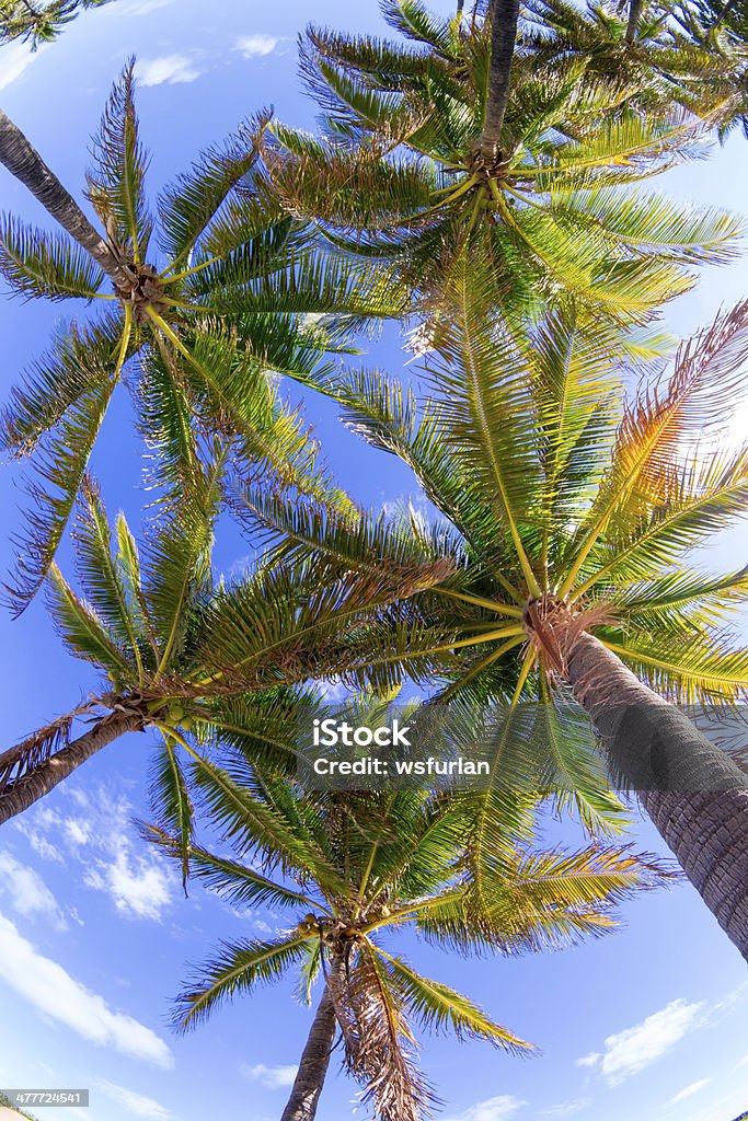 Plage tropicale - Photo de Arbre libre de droits