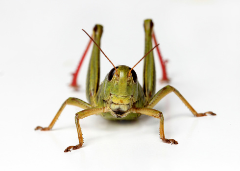 front view of grasshopper isolated on white background