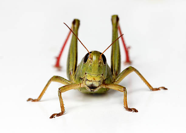 vista frontal de gafanhoto isolado no fundo branco - cricket locust grasshopper insect - fotografias e filmes do acervo