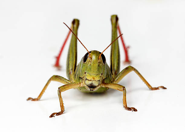 вид спереди изолированные кузнечик на белом фоне - grasshopper стоковые фото и изображения