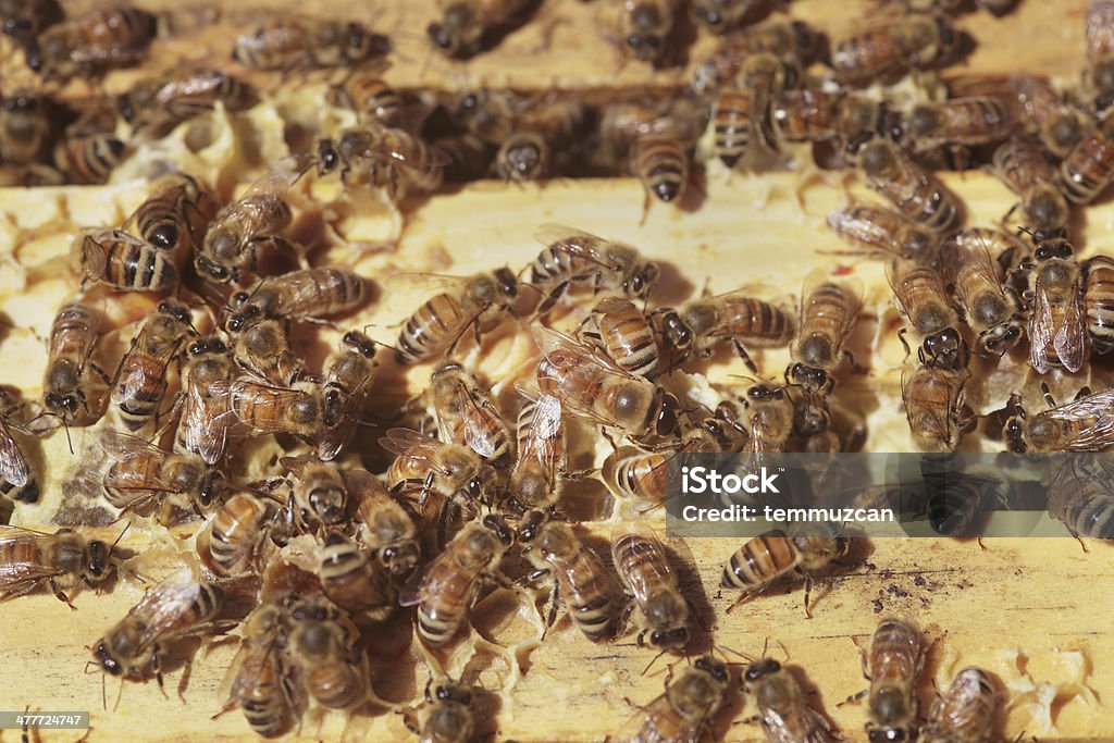 Bees - Foto de stock de Abeja libre de derechos