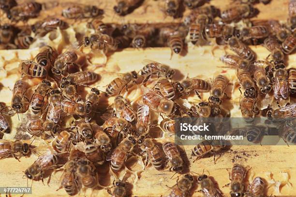 Bees Foto de stock y más banco de imágenes de Abeja - Abeja, Actividad, Aire libre