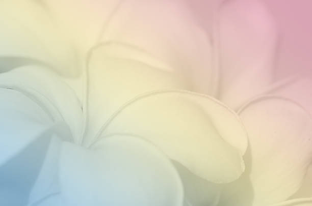 istock Plumeria Frangipani flowers soft background. 477725796