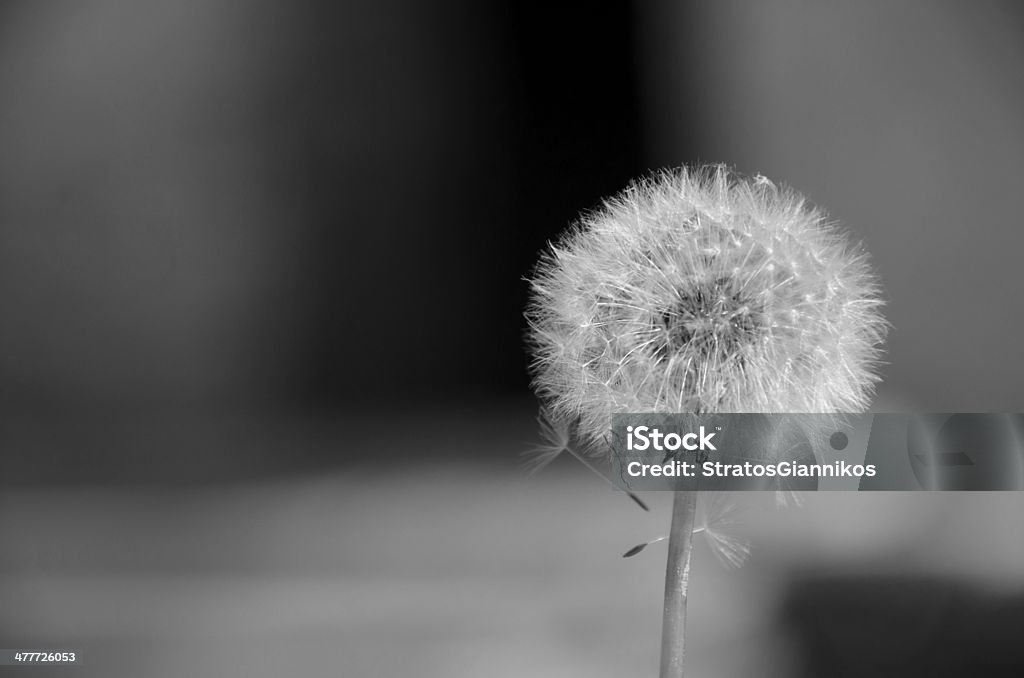 Concepto con reloj de diente de león en B & W - Foto de stock de Aspiraciones libre de derechos