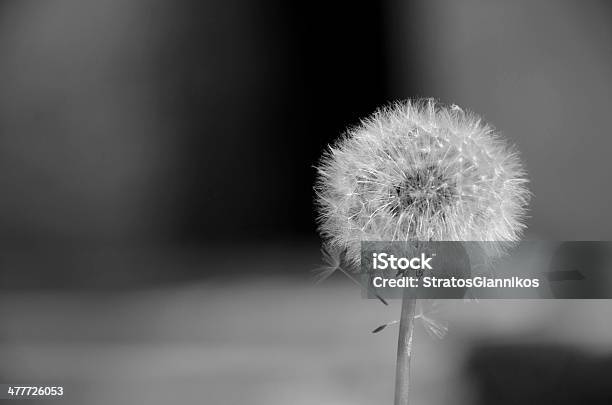 Concepto Con Reloj De Diente De León En B W Foto de stock y más banco de imágenes de Aspiraciones - Aspiraciones, Blanco - Color, Blanco y negro