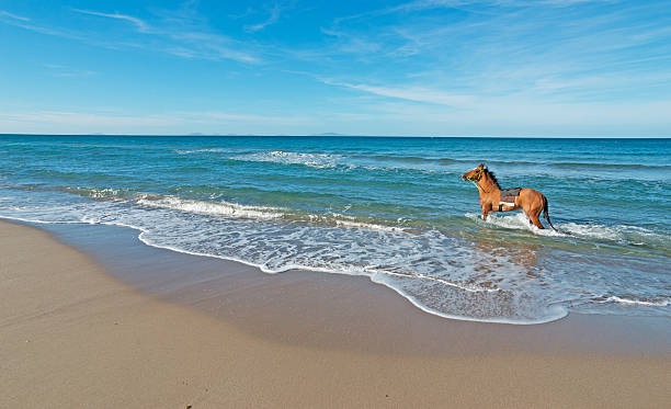 brown horse running in the sea