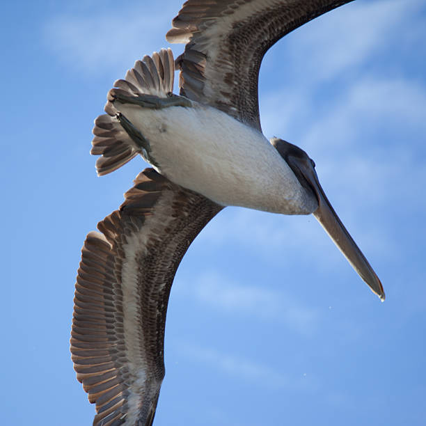 istock Brown pelican flying at Galapagos Islands 477726488