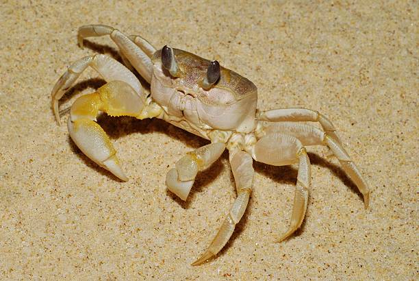 Ghost Crab on sand stock photo
