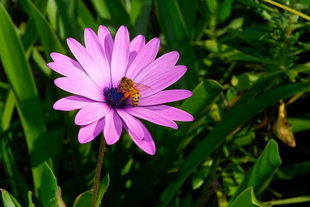 Bee on Purple flower stock photo