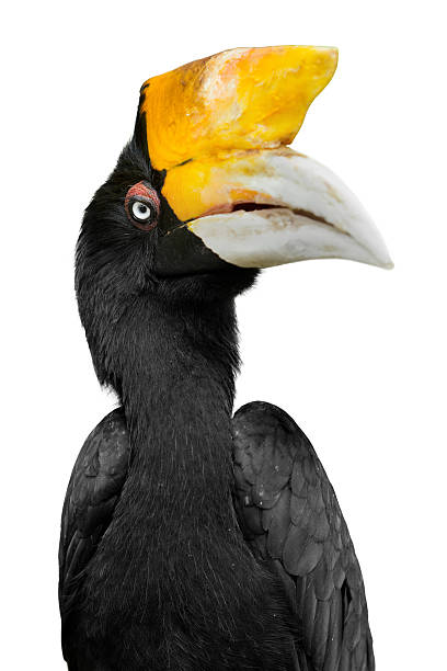 istock Hornbill/ Hornbill Rhinoceros 477726600