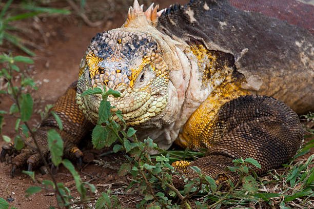 istock Head of land iguana (front view) 477726610