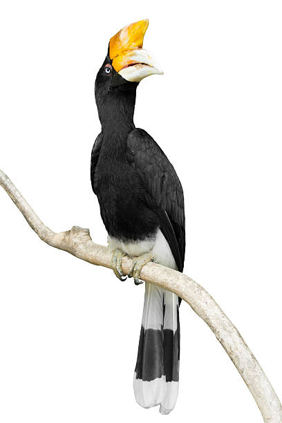 istock Hornbill/ Hornbill Rhinoceros 477726638