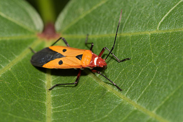 istock Close up of colorful insect. 477726662
