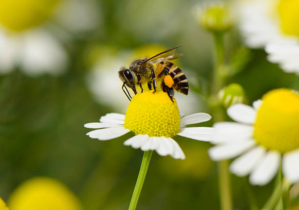 abeja en flor - single flower flower daisy chamomile fotografías e imágenes de stock