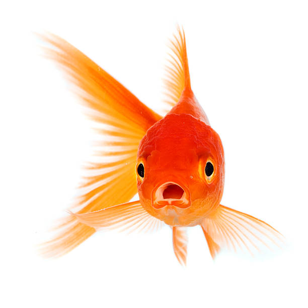 Goldfish Gold fish isolated on a white background. stock fish stock pictures, royalty-free photos & images