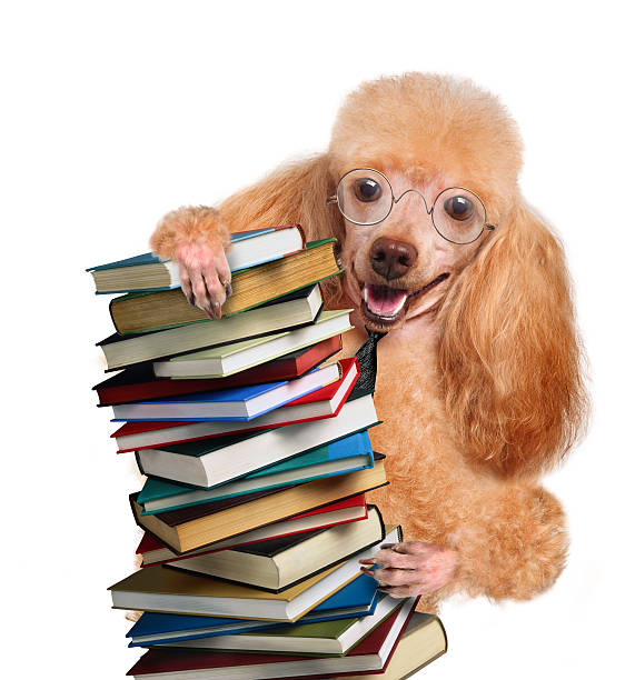 cão atrás de uma altura de pilha de livros - balance book university glasses - fotografias e filmes do acervo