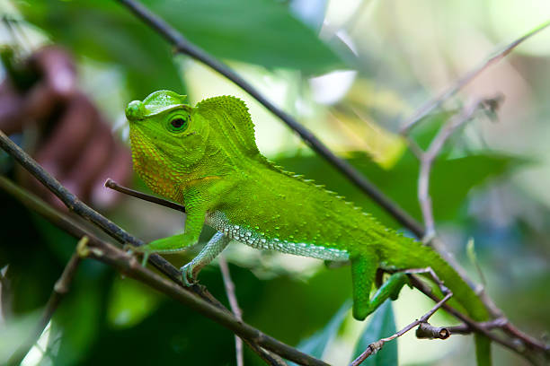 istock Green chameleon at tree branch in Singharaja Forest in SriLanka 477727946