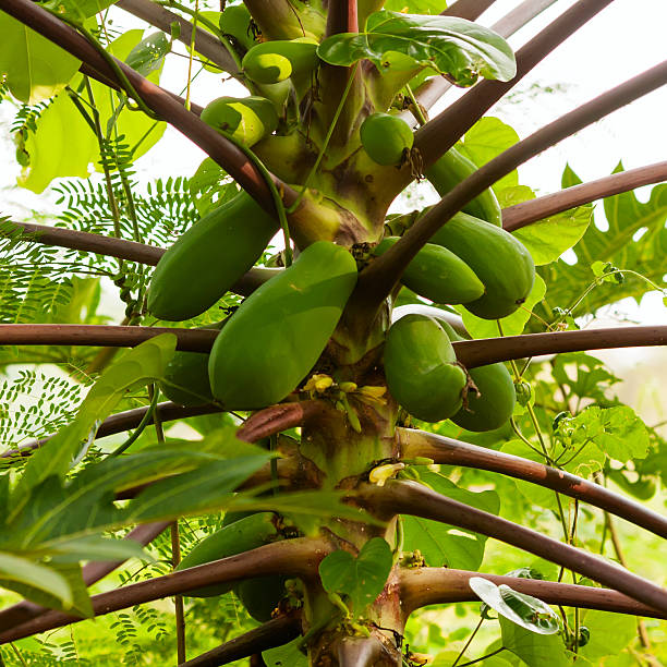 istock Papaya tree with fruits 477728438