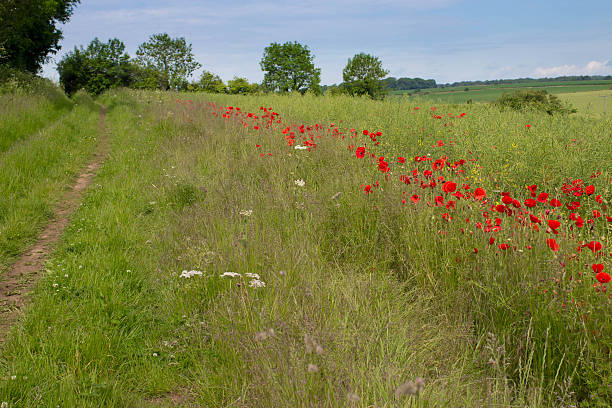 istock Field of ripe ready to harvest oil seed rape 477728752