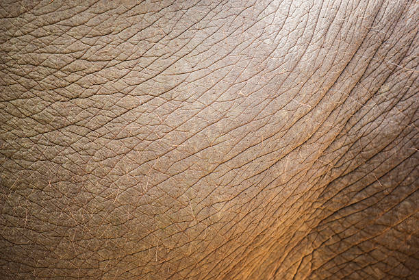istock close up elephant skin texture and background. 477729162
