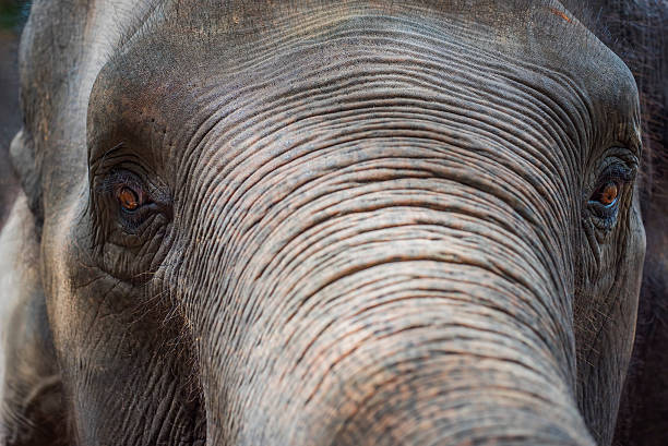 istock Close up Asian elephant head ,Thailand 477729164