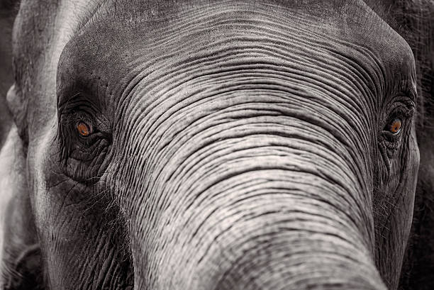 istock Close up Asian elephant head ,Thailand 477729166