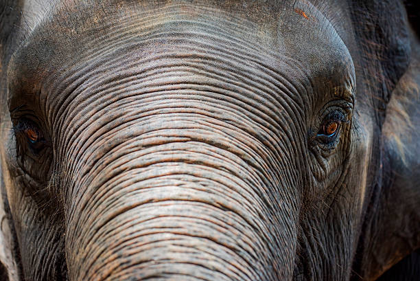 istock Close up Asian elephant head ,Thailand 477729168