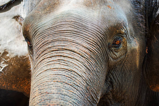 istock Close up Asian elephant head ,Thailand 477729174