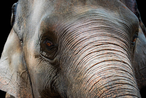 istock Close up Asian elephant head ,Thailand 477729176
