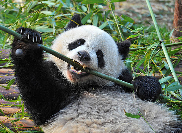 Hungry giant panda bear eating bamboo