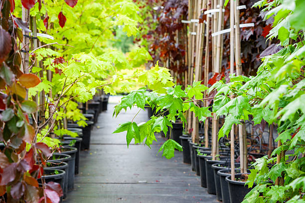 Young maple trees in plastic pots on plant nursery stock photo