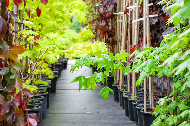 молодые кленовые деревья в пластиковые pots на садоводческий питомник - plant nursery стоковые фото и изображения