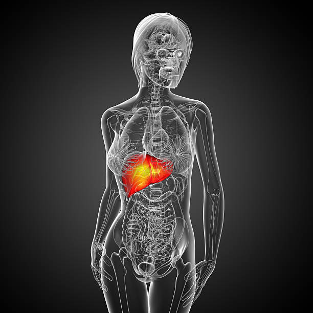 istock 3d render medical illustration of the liver 477732210