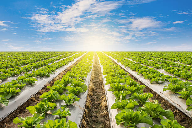 Green lettuce on field agricuture with blue sky