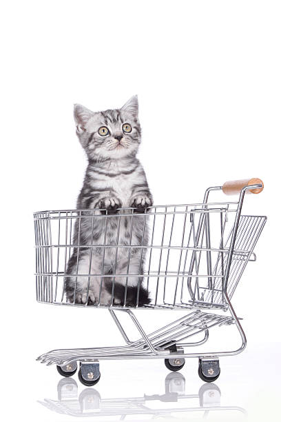 istock British shorthair kitten in shopping baket 477732590