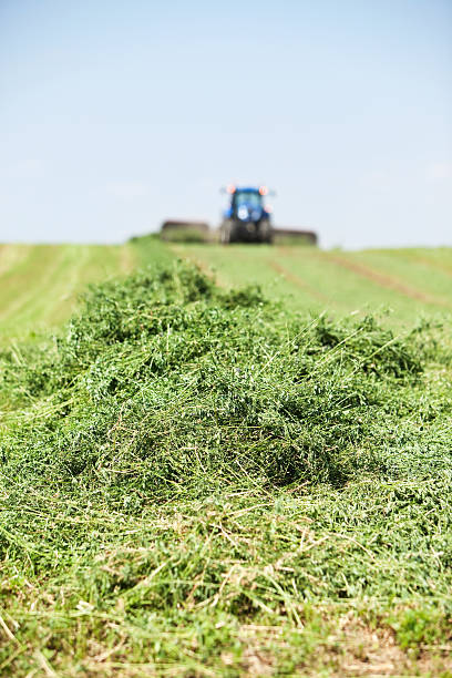 istock Tractor Towing Merger on Cut Alfalfa (Hay) Field 477732601