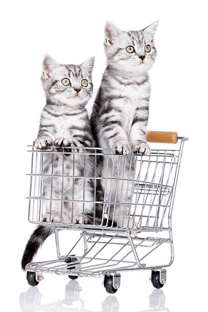 istock British shorthair kitten in shopping baket 477732614