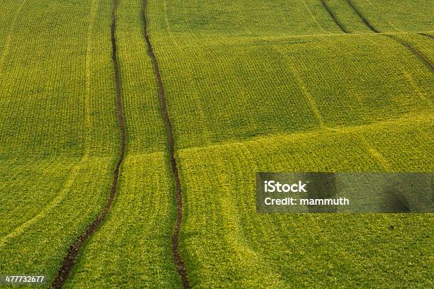 Campi Di Grano - Fotografie stock e altre immagini di Agricoltura - Agricoltura, Ambientazione esterna, Astratto