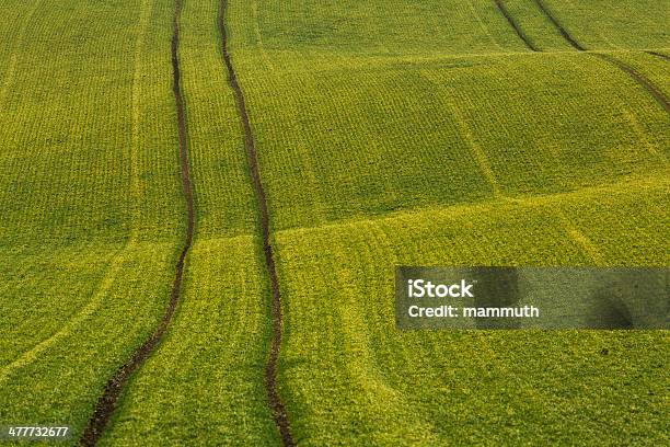 Pola Pszenicy - zdjęcia stockowe i więcej obrazów Abstrakcja - Abstrakcja, Bez ludzi, Cień