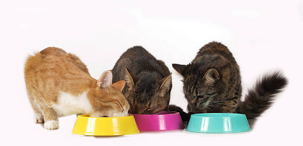 istock cats sitting at food bowl 477732976