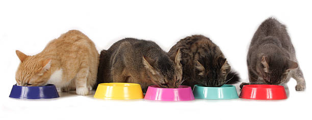 istock cats sitting at food bowl 477732980