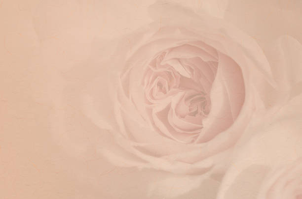 Macro close up of fresh orange and red roses on  abstract background