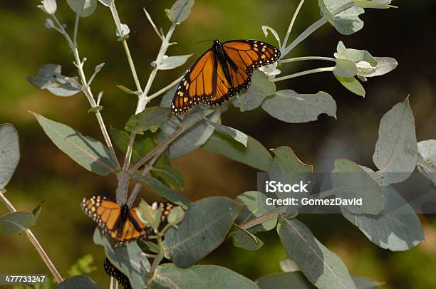 Closeup Of Monarch Butterflies On Branch Stock Photo - Download Image Now - Animal, Animal Migration, Animal Nest
