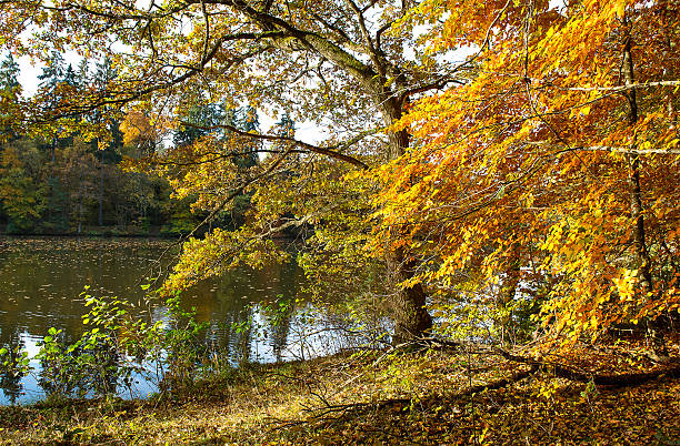 istock beautiful autumn forest landscape 477733259