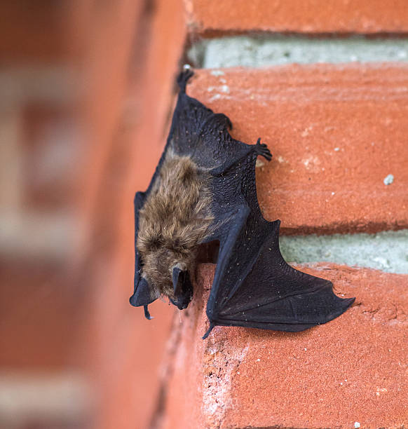 Bat on a brick wall Bat on a brick wall mouse eared bat photos stock pictures, royalty-free photos & images