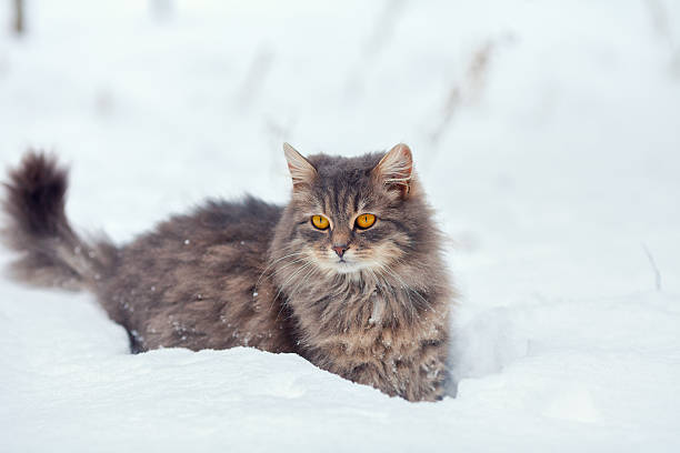 istock Siberian cat walking in snow 477734712